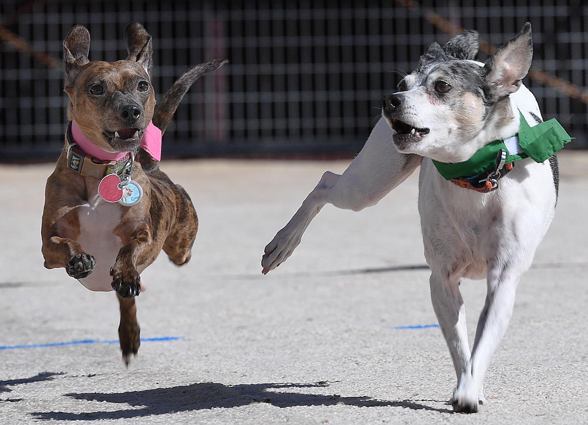 Weiner Fest 2017 11.jpg